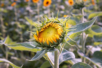 Sunflower Opening on Sunny Day