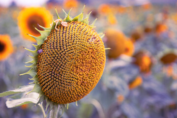 Sunflower Without Petals Sunny Day