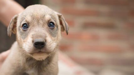 Close-up portrait of a cute mongrel light brown puppy with sad eyes with copy space