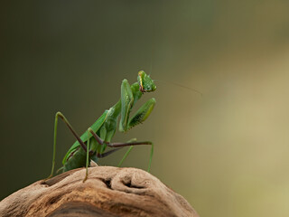 Praying mantis on a green background. The insect hunts, eat.