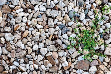 On the ground there are pebbles, cones and a plant