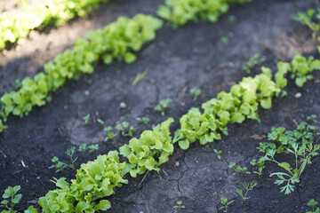 Growing green leaf lettuce on a garden bed in the garden. Green lettuce leaves. Background for gardening with green salad plants in the open ground. Leaf lettuce on the bed.