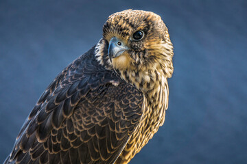 Juvenile peregrine falcon close up on Eucher hiking trail, in La Baie (Chicoutimi), Quebec (Canada)