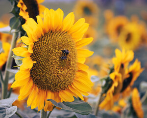 Sunflower with Bee Closeup