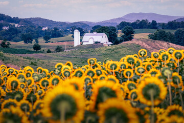 Sunflower Field and White Barn