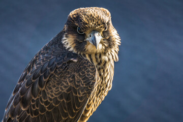 Juvenile peregrine falcon close up on Eucher hiking trail, in La Baie (Chicoutimi), Quebec (Canada)