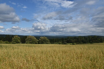 A field of oats under a cloudy sky, Sainte-Apolline, Québec, Canada