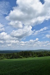 Fototapeta na wymiar A field of oats under a blue sky, Sainte-Apolline, Québec, Canada