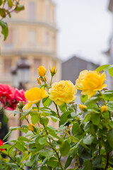 Rosas amarillas con un edificio amarillo de fondo