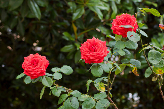 Rosal rojo entre hojas verdes