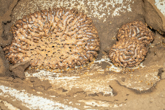 Image of termite nest and little termites. Insect. Animal.