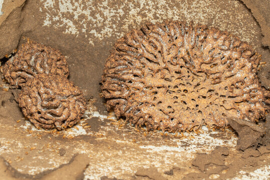 Image of termite nest and little termites. Insect. Animal.