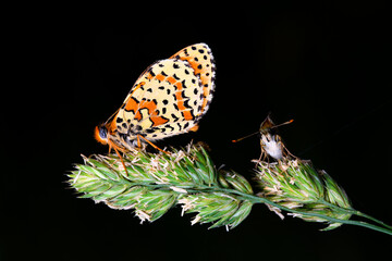 the spotted fritillary or red-band fritillary (Melitaea didyma)