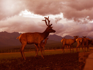 Deer with antlers on the background of the mountains warm autumn processing