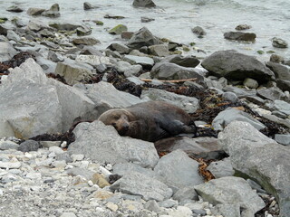 sea lion on rocks