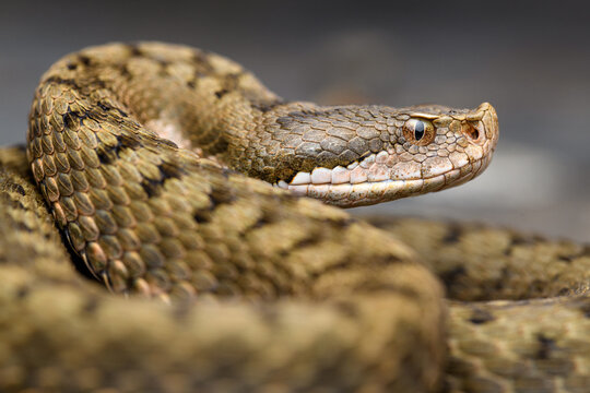 Portrait Asp viper (Vipera aspis) in nature