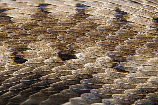 detail of the scales of an asp viper (Vipera aspis zinnikeri)