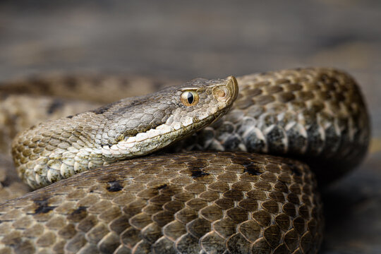 portrait Asp viper (Vipera aspis) in nature