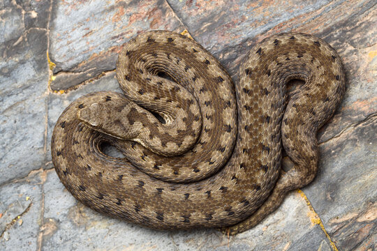Cenital shot Asp viper (Vipera aspis) in nature