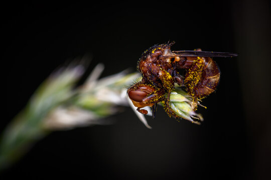 Sicus ferrugineus is a species of fly from the genus Sicus in the family Conopidae
