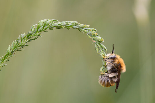 anthophora bimaculata grasped with the jaw