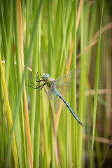 Blue dragonfly between reed stalks