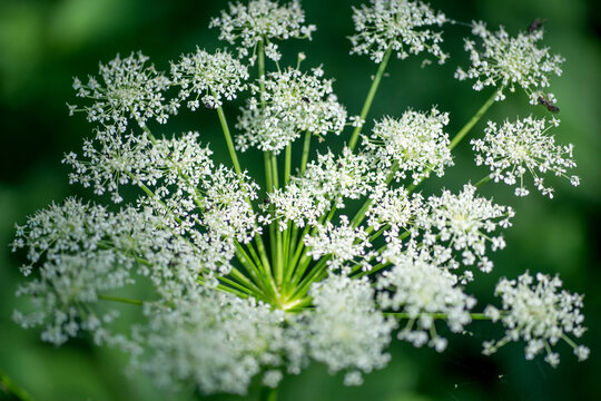 Flowering masterwort, Peucedanum ostruthium. Close-up against a green background