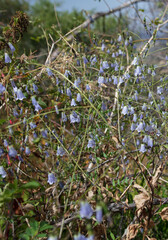 flowers in the mountains