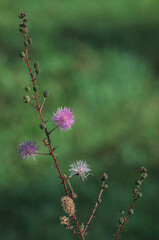 Flor