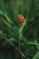 Flor 