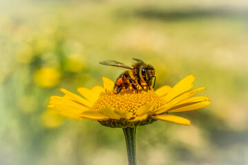 Honey bee on yellow flower collecting nectar against blurry background