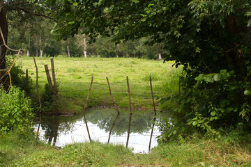 pond by a humid meadow, marsh with pollarded ash trees - obrazy, fototapety, plakaty