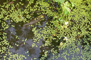 duckweed, aquatic flora from the French marsh, Europe