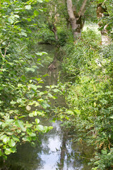 beauty of nature with green biodiversity over a little river