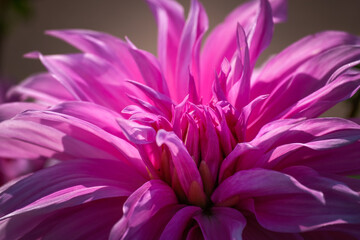 Pink dahlia blossom in sunlight