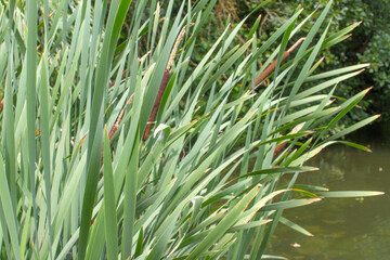 sunny reed purifying water of marsh, swamp, river or lake