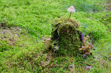 Mushroom growing in a mossy forest top of an old tree stump 