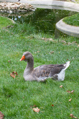 Grey goose and gander from French Marais Poitevin in grass