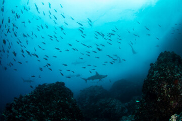 Fototapeta na wymiar Hammerhead Shark at Cocos Island, Costa Rica