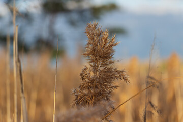 reeds in the wind. reeds close up autumn in the sunset light. Autumn landscape by the lake, soft yellow colors.