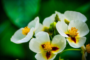 Bright white, yellow and dark red flowers against green background