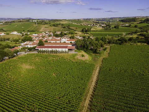 Aerial View Of A Vineyard With Grape Orchards At Sunset In Ventosa, Lisbon, Portugal