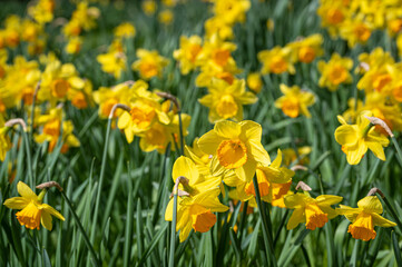Spring time daffodils
