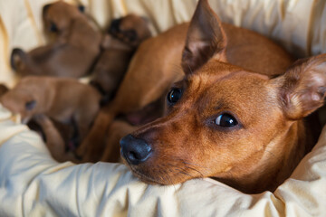 Female pinscher and newborn puppies