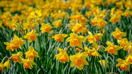 Spring time daffodils