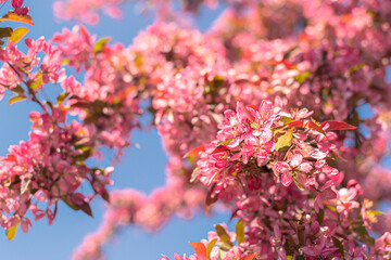 A lush spring blooming apple tree with bright purple delicate pink flowers blooms in the park against a backdrop of blue sky, bottom view, close-up