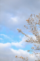 Delicate white blossom flowers on tree in early spring