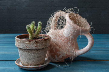 Cactus in pot and old broken amphora jn wooden desk. Still life for home decor.