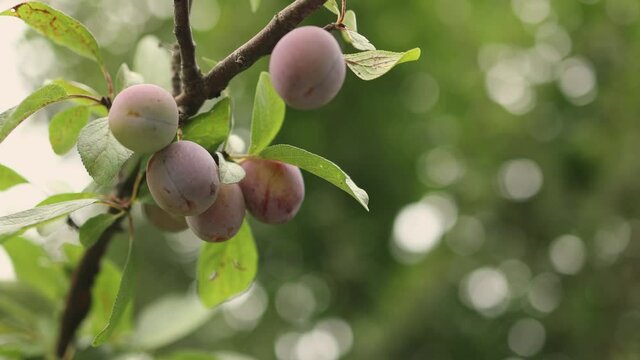 harvest organic ripening juicy red purple cherry-plum or myrobalan plum fruits hanging on a brunch. healthy food harvesting autumn abundance wealth concept