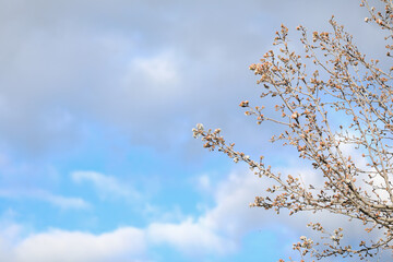 Delicate white blossom flowers on tree in early spring